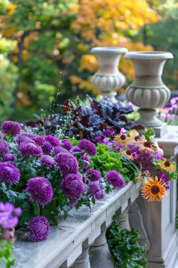 Chrysanthemums and ornamental kale