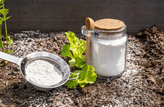 Diatomaceous Earth