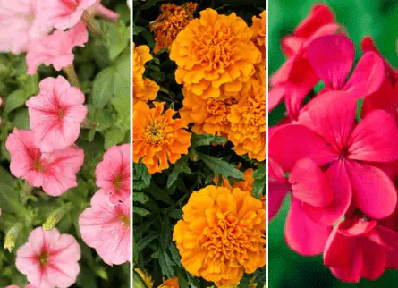 Petunias, marigolds, geraniums