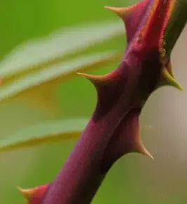 Thorny bushes