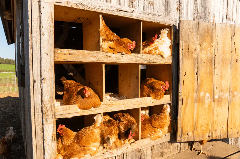 Vertical chicken coop