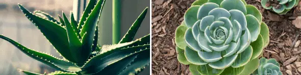 aloes and echeverias