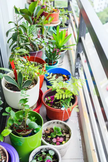 balcony garden, potted plants, ferns, succulents, small shrubs, colorful pots design