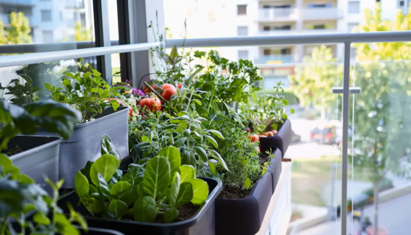 balcony garden, wind barriers, heavy planters, clear plastic screens, urban setting