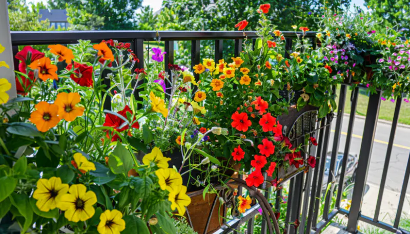 balcony petunias marigols and geraniums