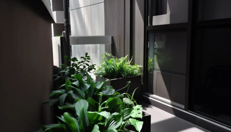 ferns and hostas in a balcony garden shade