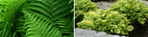 ferns and hostas