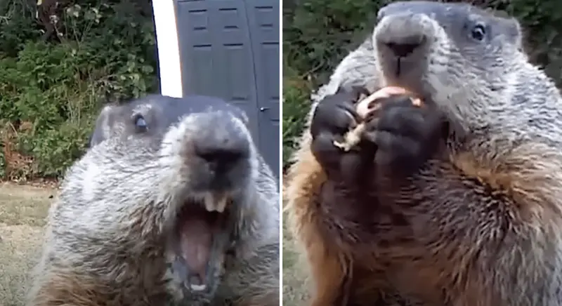 Caught in the Act: Groundhog declares war in man’s garden and Invite the whole family to celebrate.