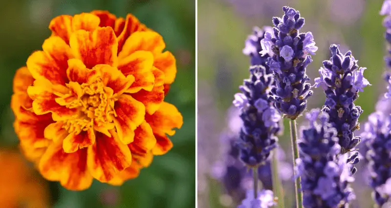 marigolds and moths