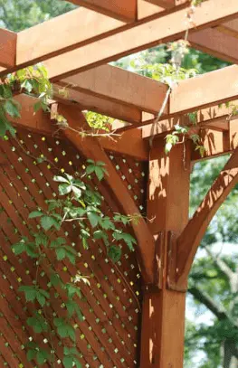 pergola plants details