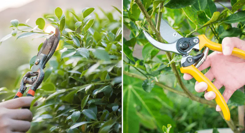 pruning shears