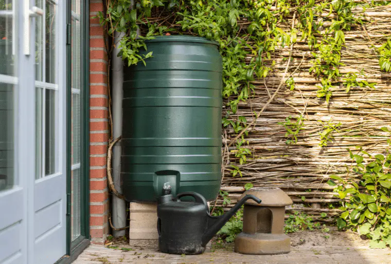 rain barrel plant water