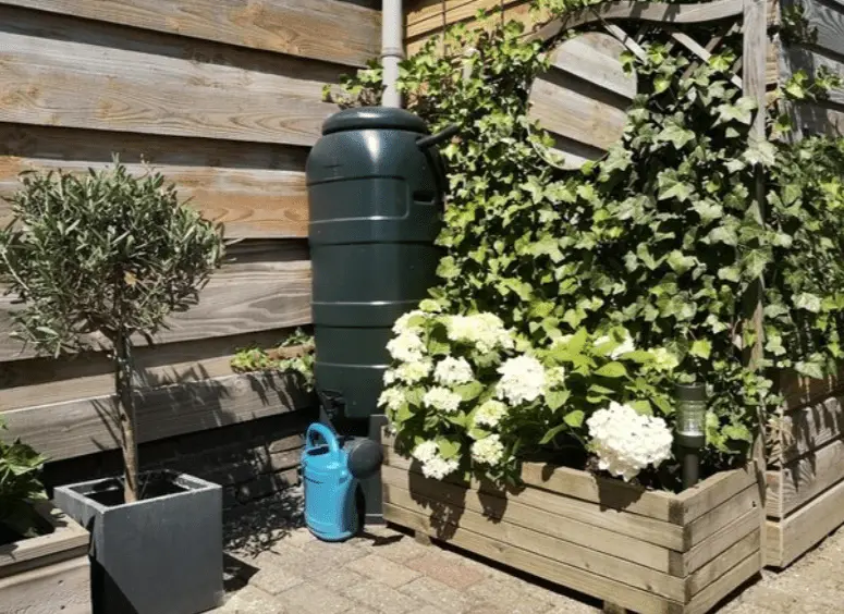 rain barrel system plant water