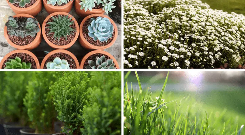 succulents, ground covers, ornamental trees and grasses
