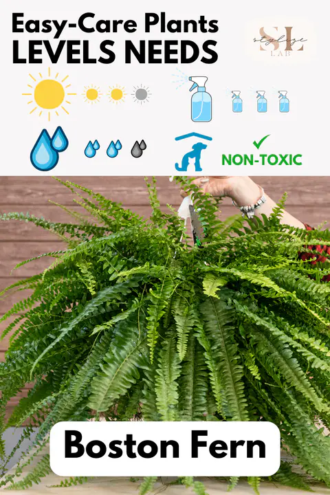 Boston Fern