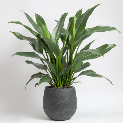 Cast Iron Plant