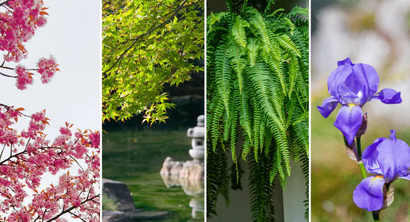 Cherry Blossoms (Sakura), Katsura, Ferns, Irises