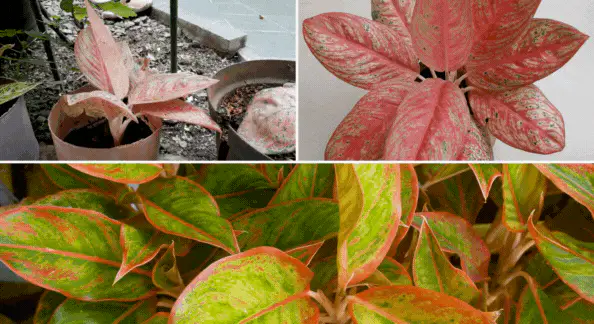 Chinese Evergreen (Aglaonema)