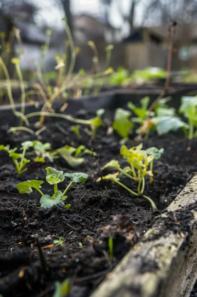 Close-up of a raised beds garden with poor soil conditions, showing wilted plants and weathered wood frame