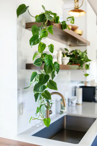 Heartleaf Philodendron, Modern Kitchen, Morning Light, Wooden Shelf.