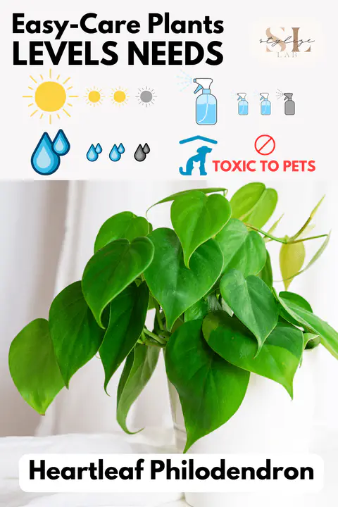 Heartleaf Philodendron