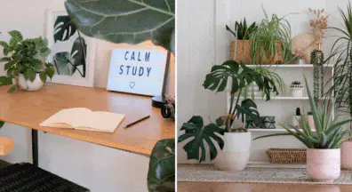Increased Concentration plant indoor