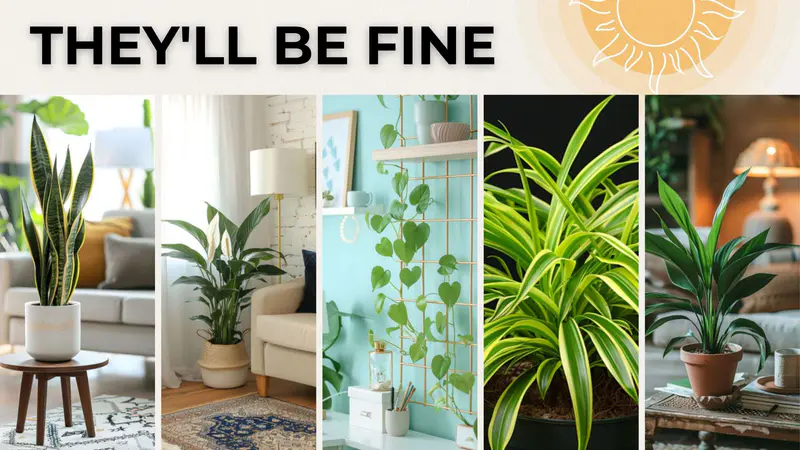 Keep ALIVE: 10 Best LOW Light Indoor Plants (Easy Care)