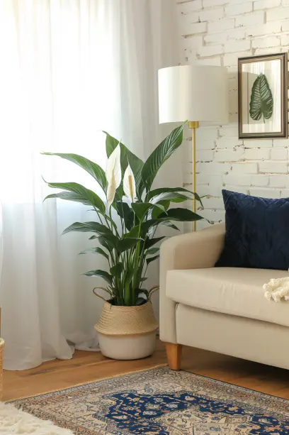 Lily in a cozy living room with modern beige sofa, navy and gold pillows, white brick wall, rustic wooden side table with golden lamp, Persian rug, and botanical artwork-