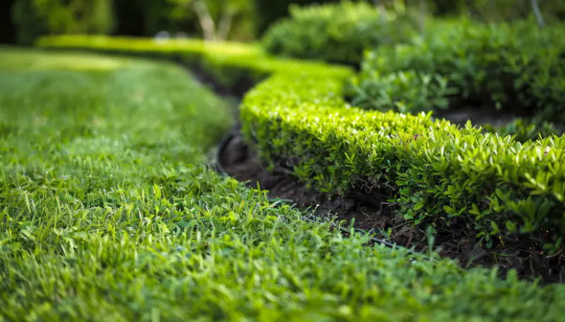 Living Edging low growing hedges