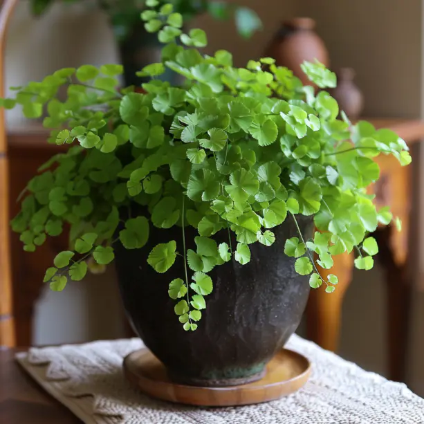 Maidenhair Fern