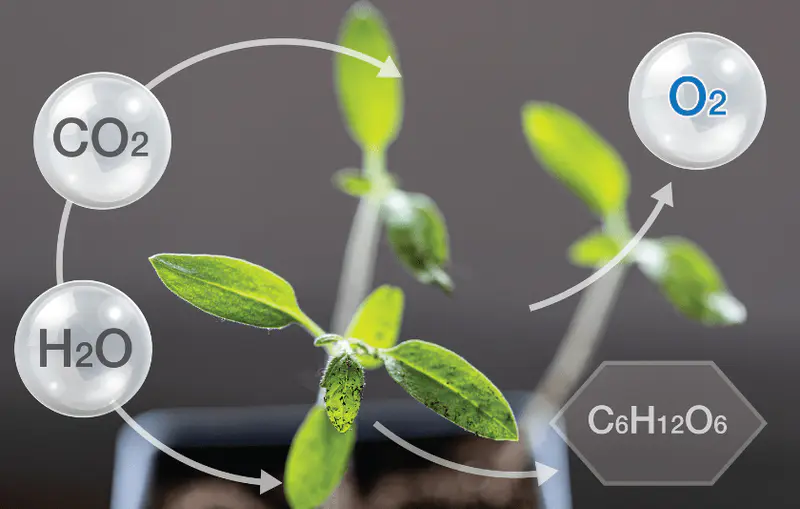 Oxygen Production Photosynthesis