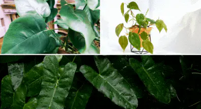 Philodendron