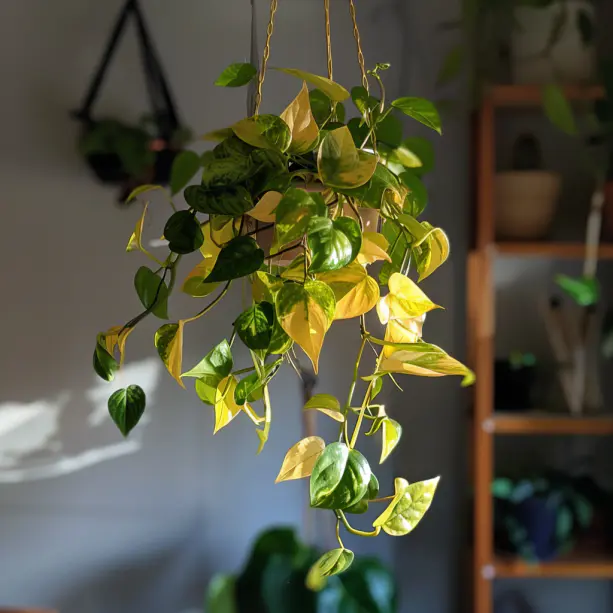Poor Health plant
