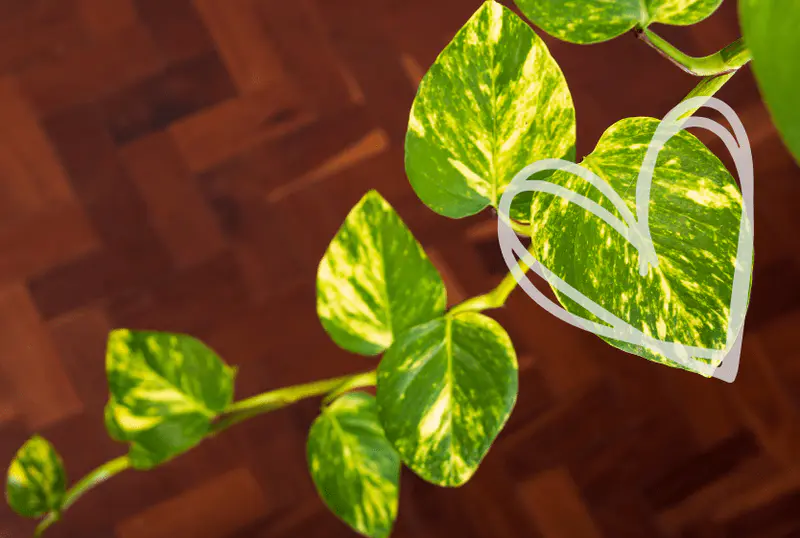 Pothos (Epipremnum aureum) like heart