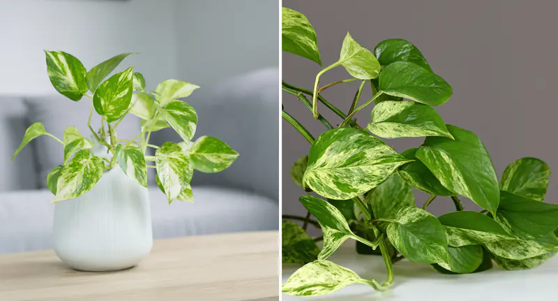 Pothos (Epipremnum aureum)