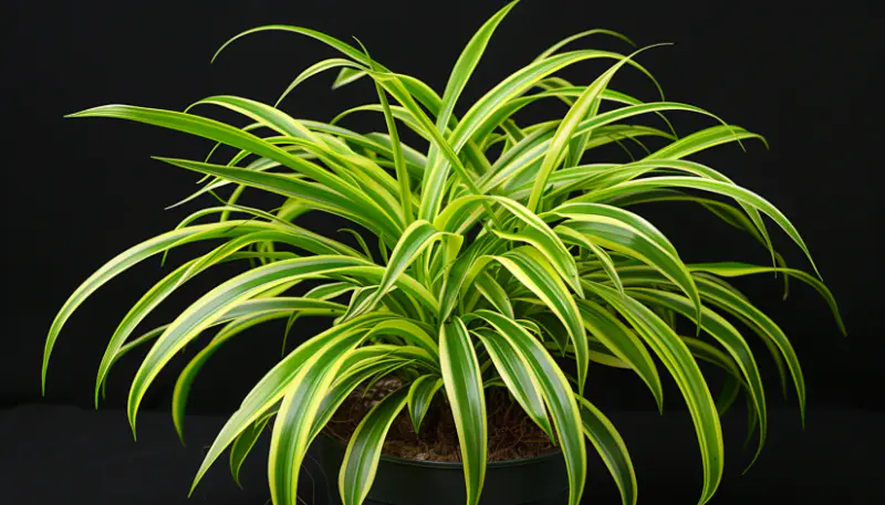 Spider Plant (Chlorophytum comosum)