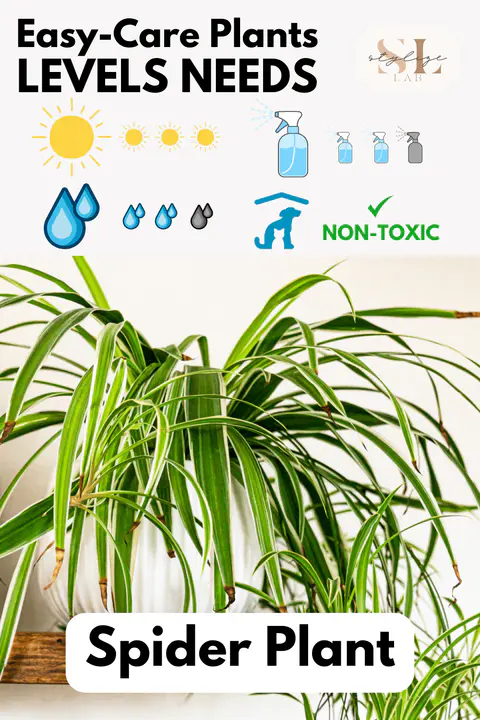 Spider Plant Level Needs ligh, water, humidity, non-toxic for pets