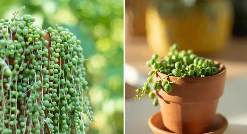 String of Pearls
