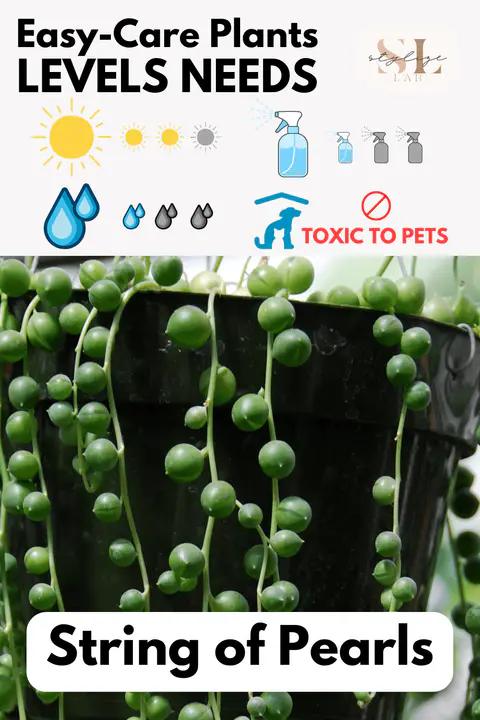 String of Pearls