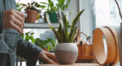 Therapeutic humidity a plant