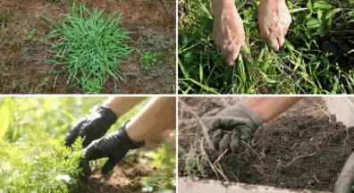 Weed Control in garden bed raised
