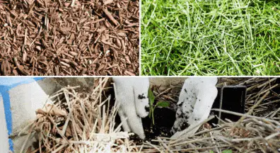 layer mulch to avoid weeds