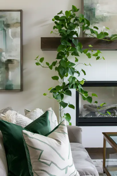 living room pothos high