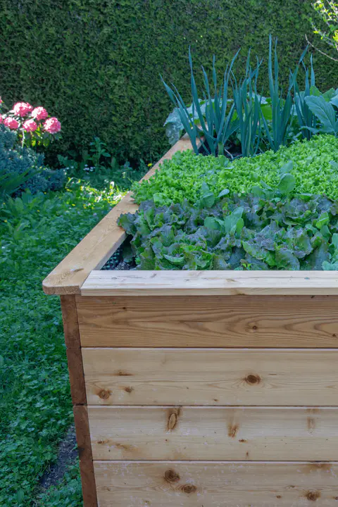 nice soil with gorgeous bed raised garden