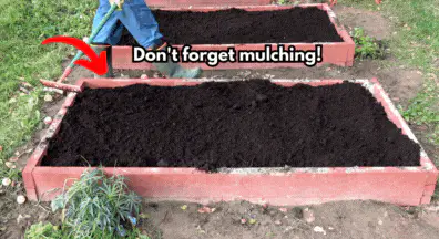 not mulching error in bed raised garden