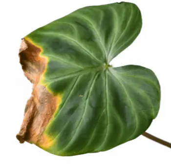 plant without Nutrients