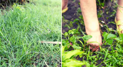 removing weeds