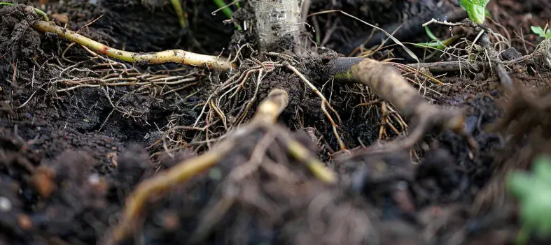 root rot
