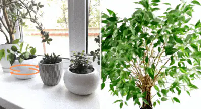 rotate plant