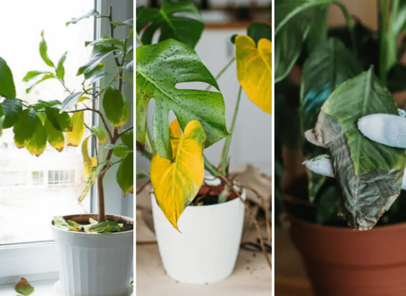 three sick plants , yellow, floppy and won't stay upright